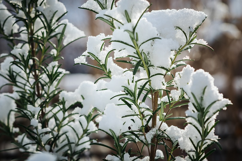 Rosmarin mit Schnee bedeckt